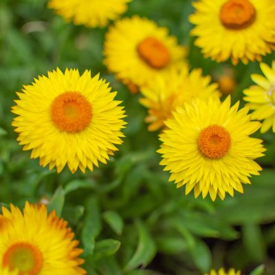 everlasting-daisies